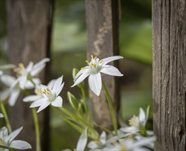 Milk star flowers (Ornithogalum umbellatum)