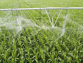 Automatic watering system on a corn field. Agro industry, agriculture in arid areas