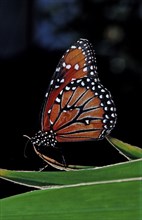 Monarch butterfly, Danaus eresimus, Brazil, South America