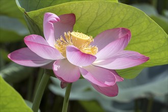 Lotus flower with pink petals close-up