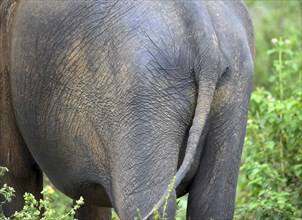 Rear view of an elephant