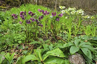 Christrosen, helleborus atrorubens, dark purple hellebore, red hellebore