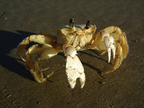 Crab