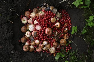 Rotten apples and cherries in the compost pit