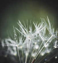 Seeds of the dandelion