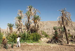 Persian farmers in garmeh oasis near yazd in iran