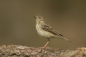 Tree Pipit on tree stump