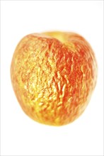 Contracted red dry apple against white background