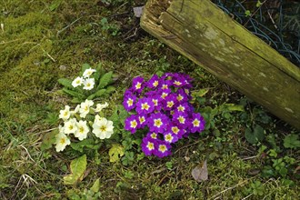 Garden primroses, various colours, Primula, primrose