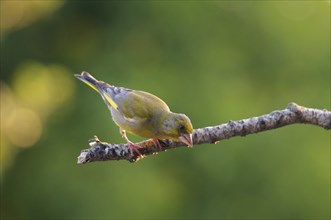 Greenfinch on perch