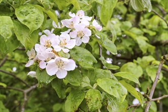 Blossoming Apple tree, branch of blossoming Apple tree after a rain