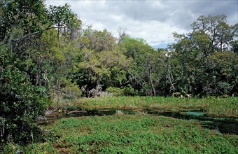 Rainbow River Spring, USA, Florida, FL, North America