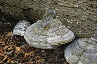 Tinder fungus, fomes fomentarius, tinder fungus