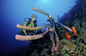 Diver and tube sponge, Aplysina archeri, Netherlands Antilles, Bonaire, Caribbean, Caribbean Sea