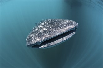 Whale shark, Rhincodon typus, Triton Bay, West Papua, Indonesia, Asia