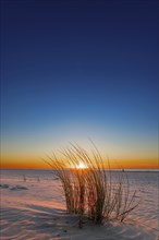 Marram grass at sunset on the beach of Juist, East Frisian Islands, Germany, Europe