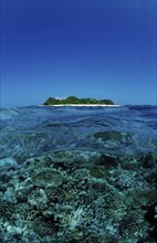 Corals in front of Maldives Island, Maldives, Indian Ocean, Meemu Atoll, Asia