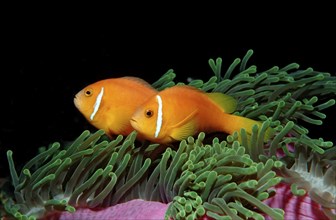 Maldives anemonefish, endemic, Amphiprion nigripes, Maldives, Indian Ocean, Meemu Atoll, Asia