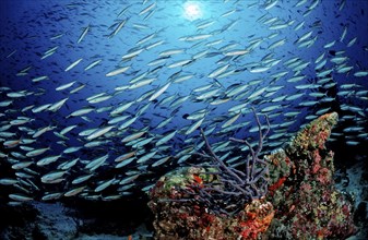 Swarm of neon fusiliers on coral reef, Pterocaesio tile, Maldives, Indian Ocean, Meemu Atoll, Asia