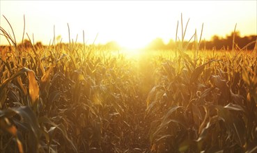 Cornfield at dusk, soft light, golden hues AI generated