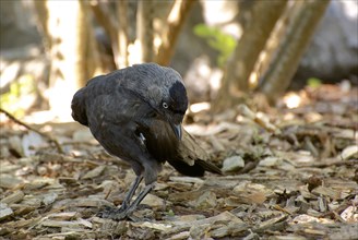 Jackdaw on the ground