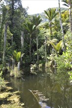 Nikau palms growing in wetlands near Punakaiki, Westland, New Zealand, Oceania