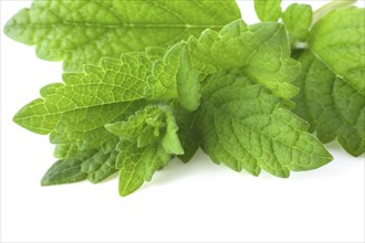 Bunch of lemon balm or melissa plant isolated on white background