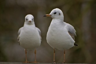 Juvenile Black-headed Black-headed Gull at the Ruhr. Juvenile Black-Headed Gull at the Ruhr