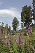 Flowering Foxgloves (Digitalis purpurea), West Coast, South Island, New Zealand, Oceania