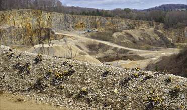 Coltsfoot on the edge of a quarry, Coltsfoot on the edge of a quarry