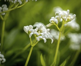 Woodruff (galium odoratum