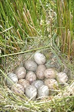 Eggs laid by a swamphen or Pukeko (Porphryio porphyrio), West Coast, South Island, New Zealand,