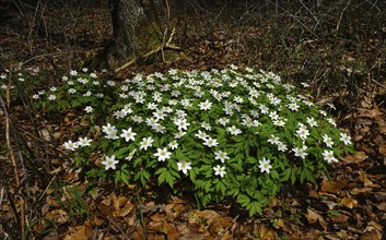 Wood anemone, Anemone nemorosa, thimbleweed, windflower, wood anemone