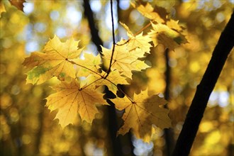 Autumn leaves closeup on tree in forest