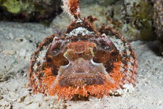 Tassled Scorpionfish, Scorpaenopsis oxycephalus, Nuweiba, Sinai, Red Sea, Egypt, Africa