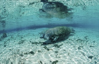 Round-tailed manatee, mother and calf, Trichechus manatus latirostris, USA, Florida, FL, Crystal