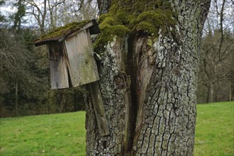 Vogel-Nistkasten, alt und beschädigt, an einem pear tree auf der Streuobstwiese, Bird nesting box,