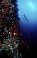 Diver and red whip coral, Juncella sp., Sudan, Africa, Red Sea, Africa