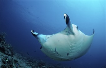 Manta, Manta Birostris, Maldives, Indian Ocean, Meemu Atoll, Asia