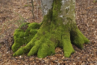 European beech, Fagus sylvatica, common beech, European beech, tree trunk, tree roots, tree trunk,