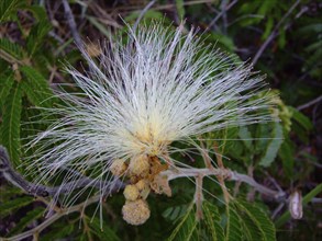 Bushy plant