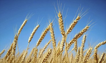 Close-up of ripe wheat stalks, golden ears, clear sky AI generated