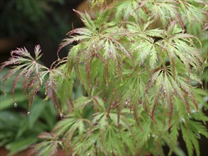 Downy Japanese Maple