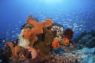 Various sponges on the reef, Kai Islands, Moluccas, Indonesia, Asia