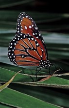 Monarch butterfly, Danaus eresimus, Brazil, South America