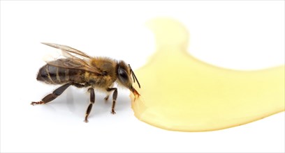 Bee near honey drops close up isolated on white background