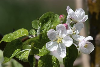 White apple tree flowers on a spring day with dew drops and rain with a blurred background.