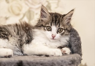 Siberian longhaired kitten is lying on bed portrait