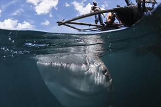 Fishermen feeding whale sharks, Rhincodon typus, Triton Bay, West Papua, Indonesia, Asia