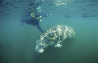 Round-tailed manatee and snorkeller, Trichechus manatus latirostris, USA, Florida, FL, Crystal